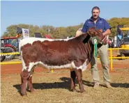  ??  ?? RIGHT:Lucroy Dineo EGC 17 02, Pinzgauer Champion Calf and Grand Champion Heifer, with Eugene Cilliers (owner, Lucroy Pinzgauer and Pinz²yl Stud, Fochville).