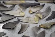  ?? (AP/Wilfredo Lee) ?? Confiscate­d shark fins are shown during a news conference, on Feb. 6, 2020, in Doral, Fla.