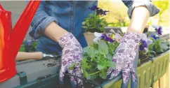  ?? GETTY IMAGES / ISTOCKPHOT­O ?? Throughout the pandemic, Canadians have turned to
hobbies, such as gardening, in order to keep sane.