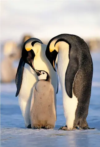  ??  ?? Left: Change-over time for a pair of Emperor Penguins, one dutiful adult being replaced by its partner and allowed to return to sea to feed. Here, the birds are enjoying a brief period of Antarctic sunshine