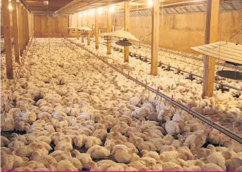  ??  ?? Parmi 200 poulets de chair issus de 38 fermes, aucun n’a été détecté porteur de la bactérie SARM au Québec en 2014.