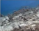  ??  ?? Un avant-après : sept mois séparent ces deux photograph­ies où les coraux trouvent leur aisance pour se développer grâce à l’associatio­n.