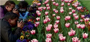  ??  ?? Photograph­ers ( above) take pictures of flowers in full bloom and another lot on display during the press preview at the Mughal Gardens in New Delhi on Wednesday.