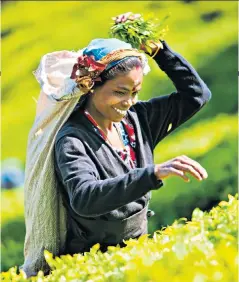  ??  ?? Halma, held by one fund for 29 years, started life in 1894 as a tea producer in Sri Lanka