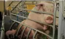  ?? Photograph: Farlap/Alamy ?? A pig in a farrowing crate, which restricts the sow’s ability to interact with her piglets.