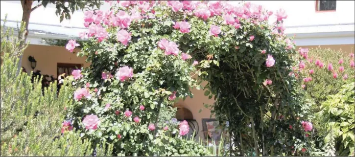  ?? ‘ Blossom Magic’ is a vigorous climber that is perfect for a covered archway.
PICTURE: LUKAS OTTO ??