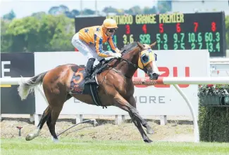  ?? Photo / Trish Dunell ?? Undefeated two-year-old Yourdeel runs at Ellerslie tomorrow.