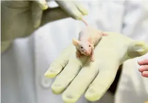  ??  ?? Animal models, like the specially-bred mouse seen in this filepic, are the mainstay of preclinica­l drug developmen­t. However, Prof Bountra doesn’t believe that they are effective in modelling what actually happens in a human patient.