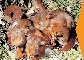 Kehrmaschine Saugt Susse Eichhornchen Babys Auf Pressreader