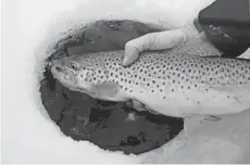  ?? PAUL A. SMITH / MILWAUKEE JOURNAL SENTINEL ?? A brown trout is released after being caught ice fishing Wednesday on the Root River in Racine.