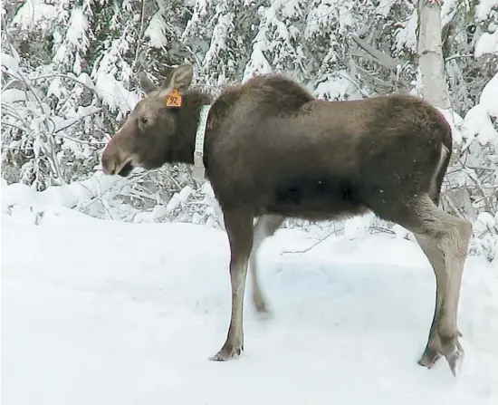  ?? PHOTO COURTOISIE REFUGE PAGEAU, MARIE-FRÉDÉRIQUE FRIGON ?? Hope a été remise en liberté en décembre 2017 avec une étiquette orange numérotée 92 à son oreille gauche.