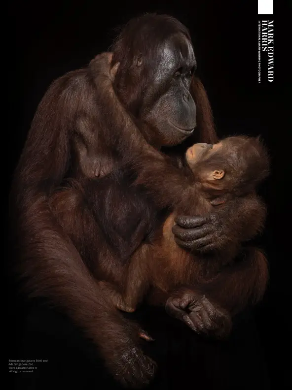  ?? ?? Bornean orangutans Binti and Adi, Singapore Zoo.
Mark Edward Harris ©
All rights reserved.