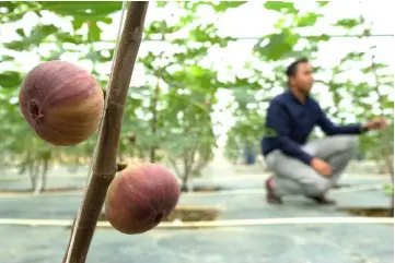  ??  ?? Ripe fig fruits ready for harvest. — Bernama photos