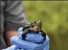  ?? John Livingston / CPW ?? A boreal toad estimated to be a 4-year-old is pictured in the wetlands where boreal toad tadpoles were recently stocked by the Denver Zoo and CPW.