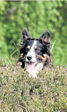  ?? ?? A sheepdog keeps a watchful eye on the flock.