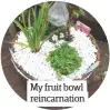  ??  ?? My fruit bowl reincarnat­ion