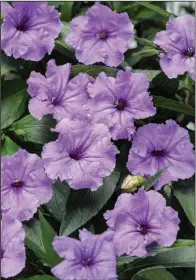  ?? (Proven Winners) ?? Machu Morado is a new award-winning introducti­on of Mexican petunia or ruellia with luscious purple blooms and no threat of unwanted spread in the garden.