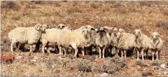  ?? FOTO: CHARL VAN ROOYEN ?? Swakara op mnr. Malcolm Campbell se plaas by Helmeringh­ausen. Hy boer met verskillen­de tipes vee met verskillen­de weigewoont­es.