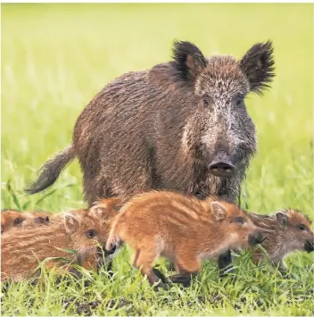  ?? FOTO: IMAGO ?? Um NRW vor der Schweinepe­st zu schützen, sollen Wildschwei­ne verstärkt gejagt werden. Auch deswegen wurde die schon ausgeweite­te Jagdzeit dahingehen­d erweitert, dass nun ganzjährig Hunde eingesetzt werden dürfen.