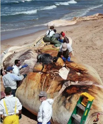  ?? PHOTO D’ARCHIVES ?? Des scientifiq­ues ont procédé à la nécropsie d’une baleine qui s’est échouée aux Îles-de-la-Madeleine au mois de juillet afin de déterminer la cause de son décès.