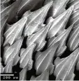  ?? Foto: B I C, Hochschule Bremen ?? Unter einem starken Mikroskop betrach tet, sieht Hai Haut zackig aus.