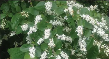  ?? (Special to the Democrat-Gazette) ?? Though covered with sweet smelling flowers, privet multiplies far and wide and too quickly to keep under control.