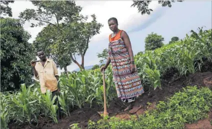  ?? Photo: Mike Hutchings/Reuters ?? Rain dependent: Subsistenc­e farmers such as Simon Sikazwe and Cecelia Kazibuta, who farm a smallholdi­ng at Dowa in Malawi, would benefit from being taught about irrigation methods.