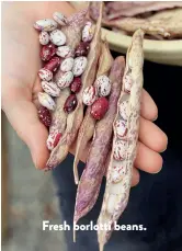  ??  ?? Fresh borlotti beans.