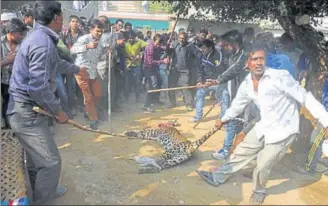  ?? PARVEEN KUMAR/HT PHOTO ?? On November 24, a leopard was beaten to death by villagers in Gurgaon. People and animals are getting dangerousl­y close to each other, which leads to rising conflict.