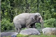  ?? BEBETO MATTHEWS — THE ASSOCIATED PRESS FILE ?? Bronx Zoo elephant “Happy” strolls inside the Asia Habitat Oct. 2, 2018 in New York.