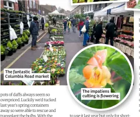  ??  ?? The fantastic Columbia Road market
The impatiens cu ing is flowering