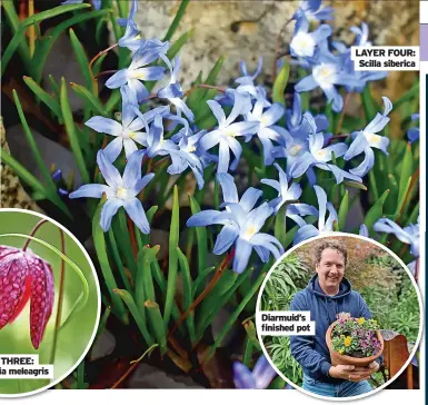  ?? ?? LAYER THREE: Fritillari­a meleagris
Diarmuid’s finished pot
LAYER FOUR:
Scilla siberica