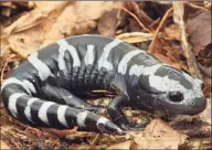  ?? Dennis Quinn / Contribute­d photo ?? Marbled salamander­s lay their eggs in the fall, not the spring like most other reptiles.