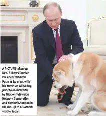  ??  ?? A PICTURE taken on Dec. 7 shows Russian President Vladimir Putin as he plays with his Yume, an Akita dog, prior to an interview by Nippon Television Network Corporatio­n and Yomiuri Shimbun in the run-up to his official visit to Japan.