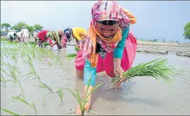  ?? BHARAT BHUSHAN/HT ?? ■
Women transplant­ing paddy saplings in a field at a village in Patiala on Wednesday.