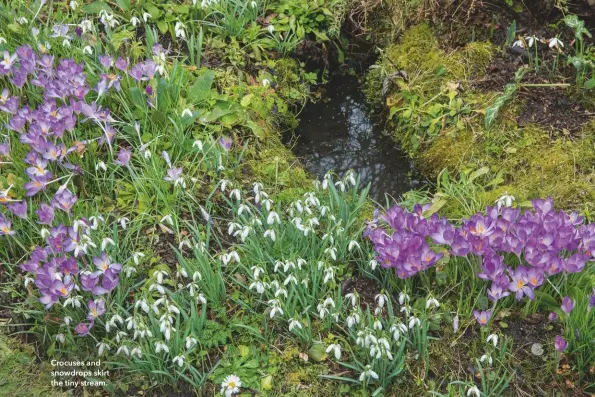  ??  ?? Crocuses and snowdrops skirt the tiny stream.