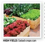  ??  ?? HIGH YIELD: Salad crops can thrive in beds made out of simple planks