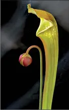  ?? The Washington Post/BERT GF SHANKMAN ?? The yellow pitcher plant is a Southern species, with more slender and taller pitchers.