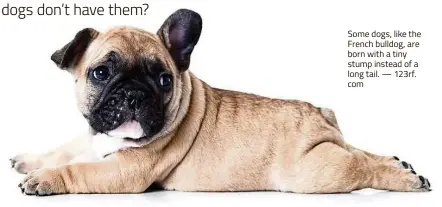  ?? — 123rf. com ?? Some dogs, like the French bulldog, are born with a tiny stump instead of a long tail.