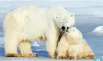  ?? JONATHAN HAYWARD/THE CANADIAN PRESS ?? A polar bear and her cub in Wapusk National Park. 9