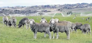  ?? PHOTO: STEPHEN JAQUIERY ?? Sprinkling of green . . . Irrigation has transforme­d areas of the Maniototo.