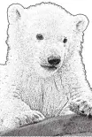  ?? Foto: APA/Zupanc ?? Finja heißt das Eisbärenju­ngtier in Schönbrunn.