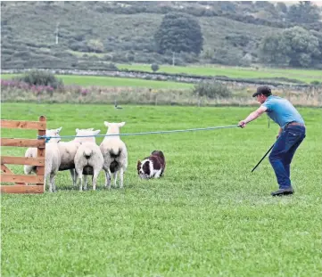  ?? ?? MAN’S BEST FRIEND: Daniel Worthingto­n and Bob will be among those going for glory.