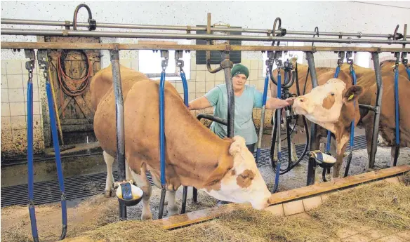  ?? FOTO: ALOIS ALBRECHT ?? Keine Hoffnung mehr: Maria Mayer im Stall mit ihren Milchkühen.