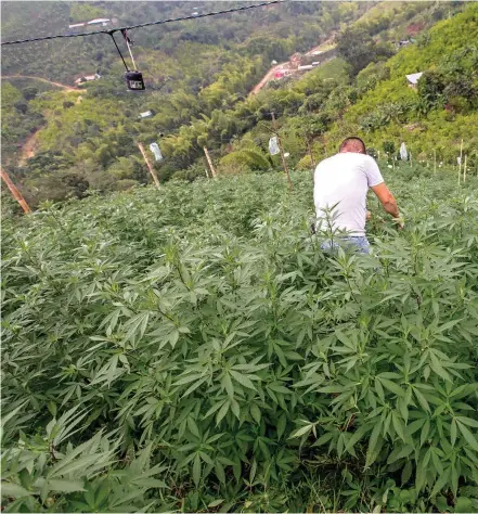  ??  ?? En 36 de los 42 municipios de Cauca hay cultivos de marihuana tipo cripa. Los traficante­s de Medellínpr­efieren la que crece en la zona norte.