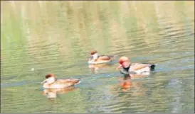  ?? SOURCED ?? In 2017, the event attracted six internatio­nal teams, including those from Singapore and Dubai, also participat­ed in the event. Around 378 bird species from across India were recorded that year.