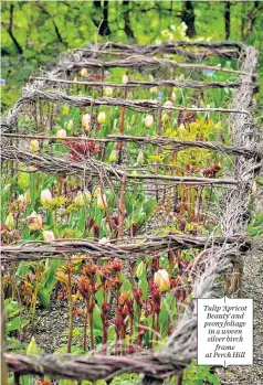  ??  ?? Tulip ‘Apricot Beauty’ and peony foliage in a woven silver birch frame at Perch Hill