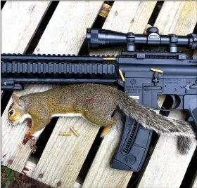  ?? (Arkansas Democrat-Gazette/Bryan Hendricks) ?? Despite its unconventi­onal appearance, the author’s Smith & Wesson M&P 15-22 is an ideal squirrel hunting rifle.