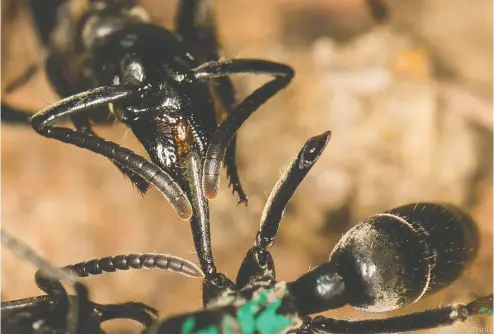  ?? ?? Matabele ants produce antimicrob­ial substances that are used to heal their wounded nestmates, research shows.