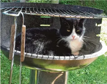  ??  ?? Auf diesen Grill passen zwar keine Würstchen mehr, aber dafür fühlt sich Katze Jenna aus Leitershof­en hier richtig wohl. Das Foto hat uns Leser Hertmut Foth geschickt.